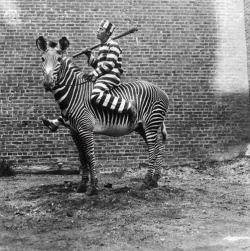 29 Aug 1933, New York - A comic criminal tries to make a prison break on the back of an East African zebra which was stuffed and mounted by Dr. James L. Clark of New York for the University of Nebraska.