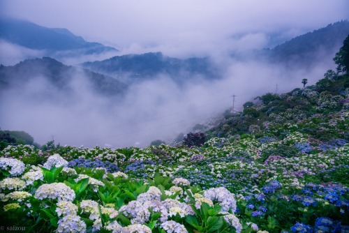 紫陽花と雲海