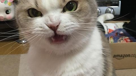 awwww-cute:  He is very expressive (Source: http://ift.tt/1LQ23Ab)