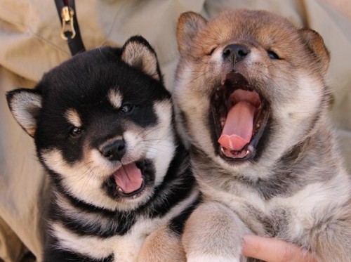 mostlydogsmostly:  (via sutamuroku)  porn pictures