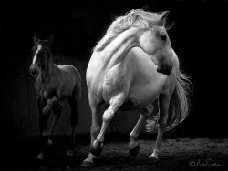 morethanphotography:  Spirit… by mlloydowen