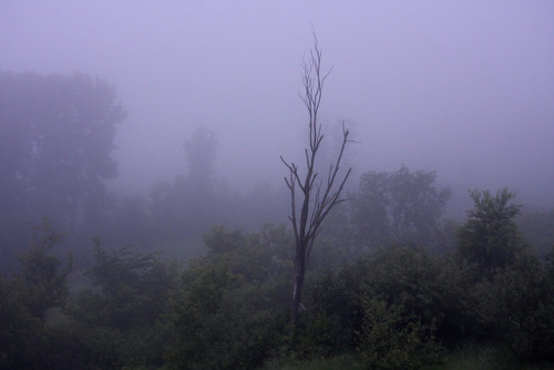 90377:First Morning of Summer by BeanheadWisconsin on Flickr.