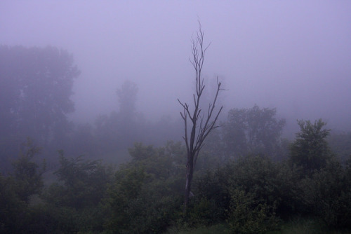 First Morning of Summer by BeanheadWisconsin on Flickr.