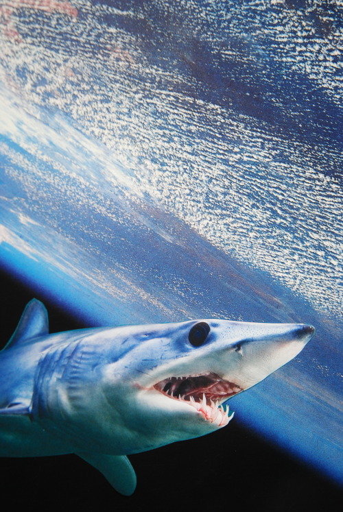 johnturck: I love shark week - here are a couple of old shark collages!John Turck Collage Shop: http