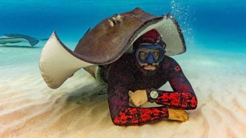 tentacleheadcold: end0skeletal: This helpful stingray offered itself up as a tent for a diver who 