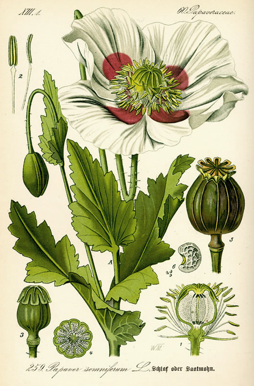 Otto Wilhelm Thomé, illustration of opium poppy Papaver somniferum, 1885. Gera, Germany.
In 1803, morphine became one of the first drugs to be isolated from a plant. It was identified by Friedrich Sertürner in Germany. He was able to extract white...