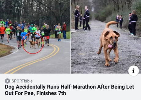 laughoutloud-club:Run doggo run