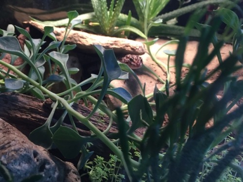 bufovivarium:eclectic-k:One photogenic boi.Kharjo, actually out of his cave.