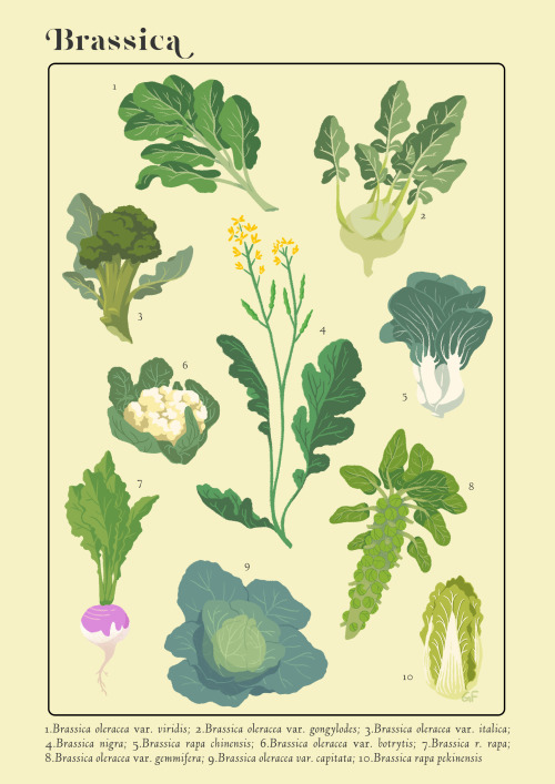 Brassica and Allium, my two great loves(buy them on stuff here, here, and here)