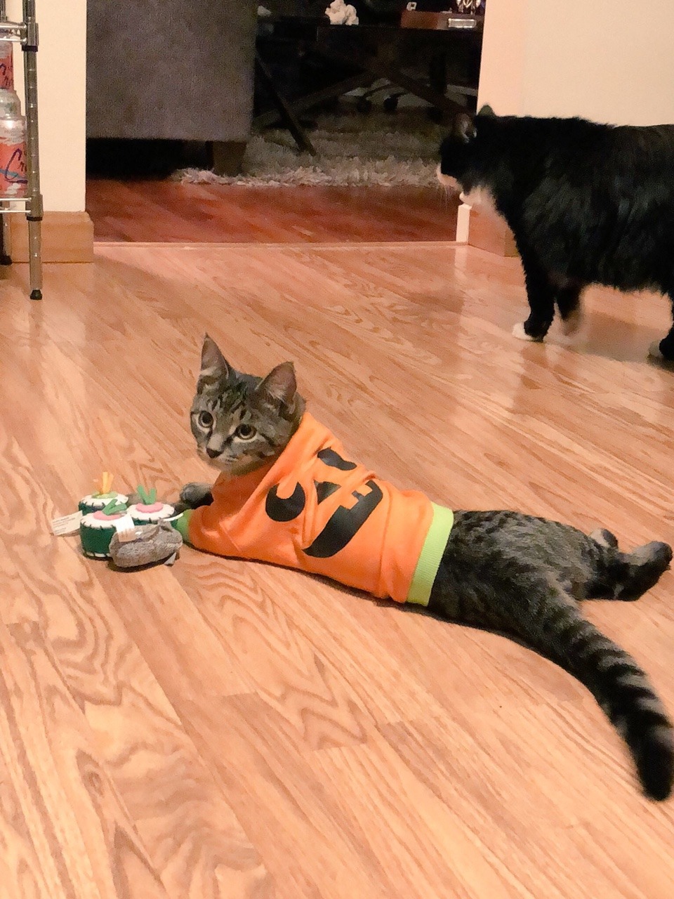 fuckyeahfelines:  the halloween shirt lasted all of 5 minutes. he didn’t like the
