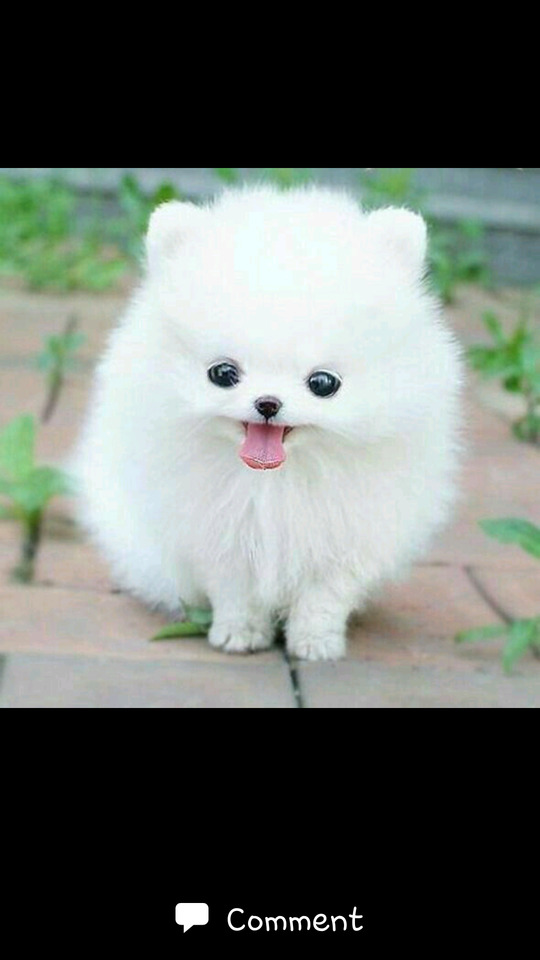 Cute Shit