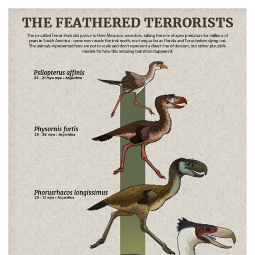 paleoart:Evolution Series: The Feathered TerroristsThe so-called Terror Birds did justice to their M