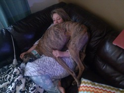 weallheartonedirection:  Two months off the race track and my adopted greyhound is still trying to understand what being a lap dog is all about.