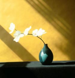frankiethebaron:  Robert Mapplethorpe