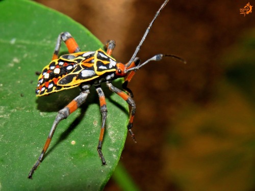 onenicebugperday:Leaf-footed bug nymphs in the genus PachylisFound throughout Mexico, Central Americ