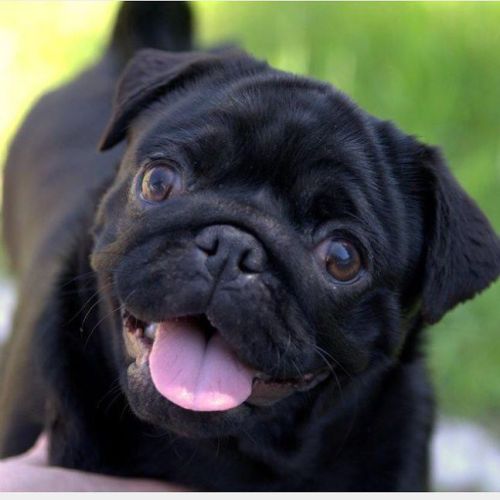ihugpugs:  Dog Lover Shirts: http://bit.ly/1sIvs6I