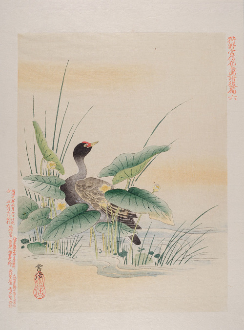 Birds and flowers after Kanō Tsunenobu,  (1636–1713). MKG Hamburg