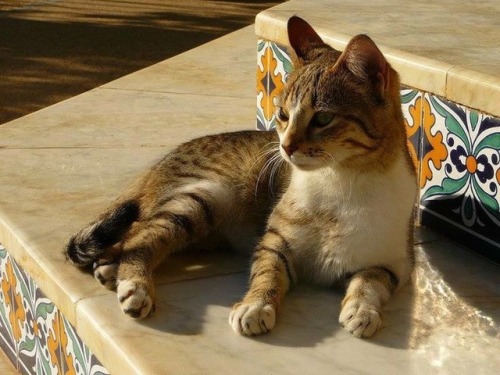 hussein-azmy:The Cats of Morroco