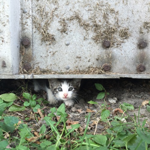 mostlycatsmostly:  (submitted by moon-lit-adventures)