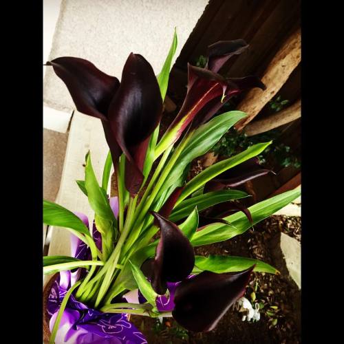 #callalily