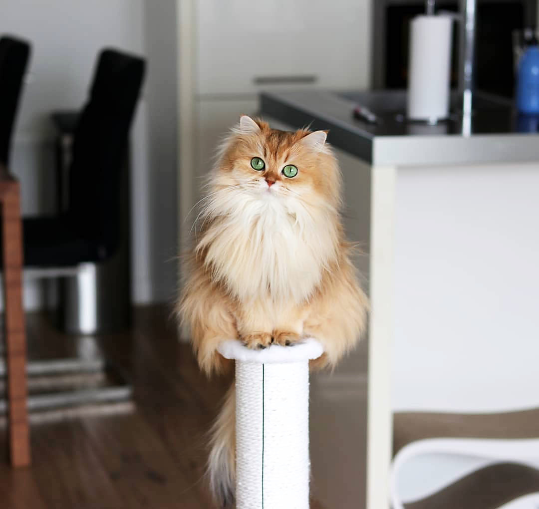 quiet–batpeople: inkxlenses:  Beautiful Smoothie! | by smoothiethecat  Wow. Wow