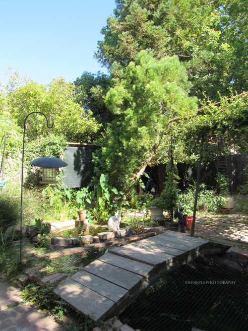 sherrylephotography:My photography of Mr Blue Eyes relaxing near the pond. He is not getting around 