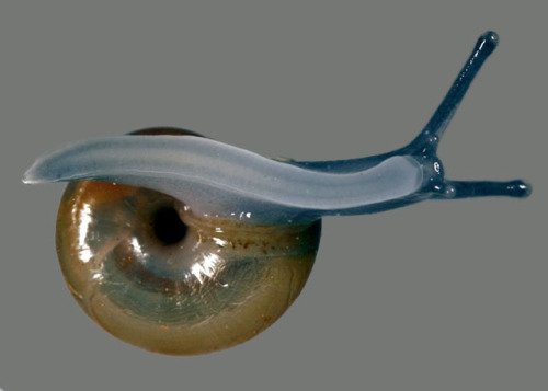 emerald-of-the-eight: A lovely dark-bodied glass snail [Oxychilus draparnaudi] found and photographe
