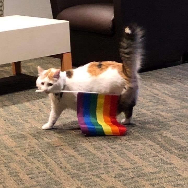 cat-memes-only:#LoveIsLove 🏳️‍🌈❤️🧡💛💚💙💜