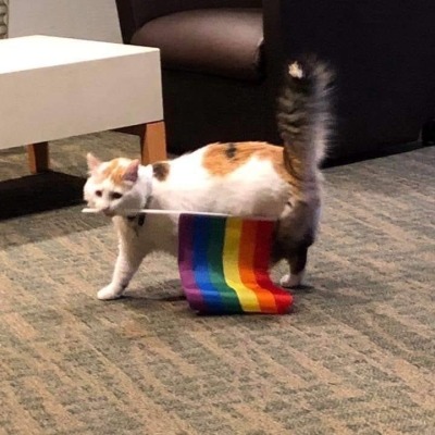 cat-memes-only:#LoveIsLove 🏳️‍🌈❤️🧡💛💚💙💜
