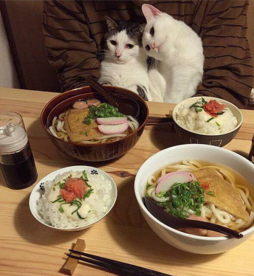 best picture on the internet // itadakimasu!