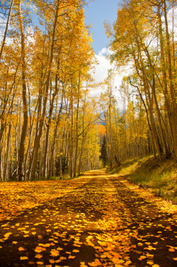 drxgonfly:  The Yellow Dirt Road (by wboland)