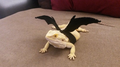 thingsonmydragon: spooky!