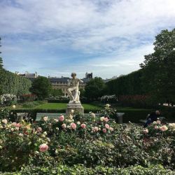 lilyadoreparis:Premières roses de l’été.