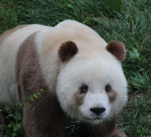 giantpandaphotos: Qi Zai at Shaanxi Wild Animal Rescue Center in China. © Pandas International.