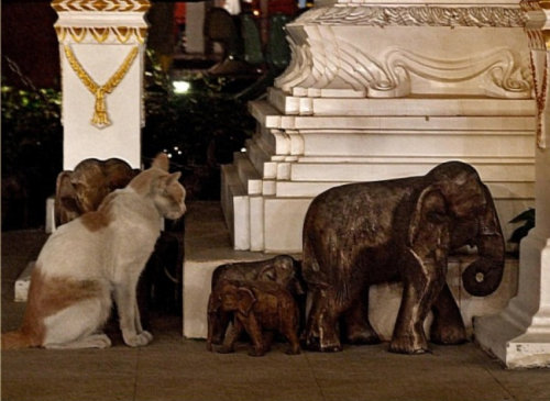 Beware of Fakes - Night Market - Bangkok(via Helen )