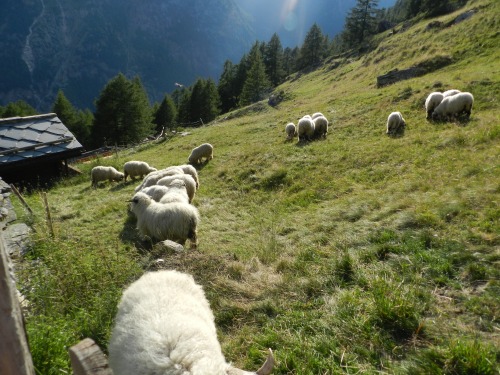 itsalljustinyourmind:// Swiss Alps //