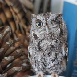 avianrecon:  If one-eyed Screech Owls are more your speed, Hunter makes a great adoption too!  You don’t get to take him home, but sponsoring his care gets you a certificate, and a picture you can stare at all year long! 🐦✨ visit the link in my