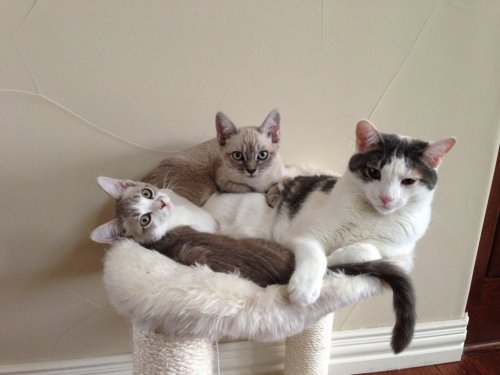 catsamazing:Found them sitting like this when I came home