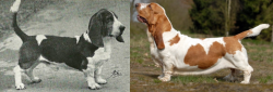 scalestails:  fighting-for-animals:  How dog breeders have “improved” breeds over the past 100 years.  The basset hound never used to sit so low. The dog has suffered changes to his rear leg structure, has excessive skin, vertebrae problems, droopy