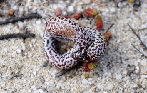 wapiti3: The checkerboard worm lizard, Trogonophis wiegmanni,  is a species of reptile in theTrogo