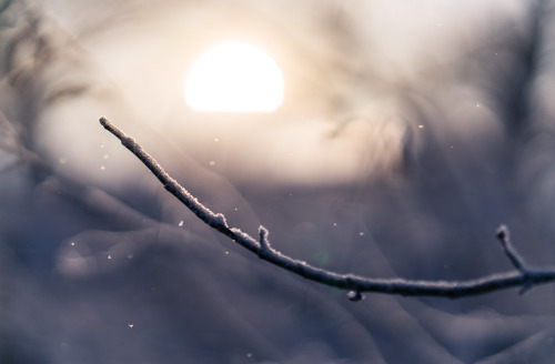 DECEMBER 12, 2016 - 347/366THESE SNOWFLAKES, FROZEN IN MID-AIRIt was so nice to see the sun today, e