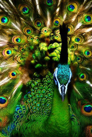 janetmillslove: peacock photo by Be moment love 