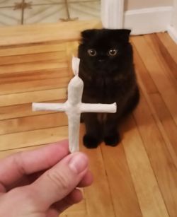 thatsgoodweed:  Kitty is focused