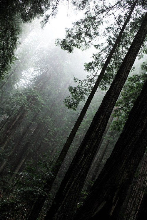 redwood trees, Marin County, California, USA by Jeff Rosenberg