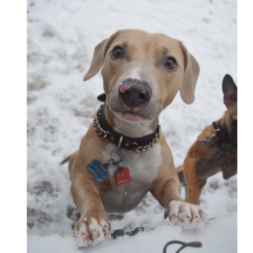 handsomedogs:  This is Petey! He is my dachshund/pitbull mix. He loves the snow!