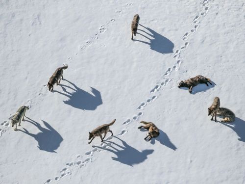 A pack of wolves in Yellowstone National Park, photographed by Ronan Donovan for National Geographic