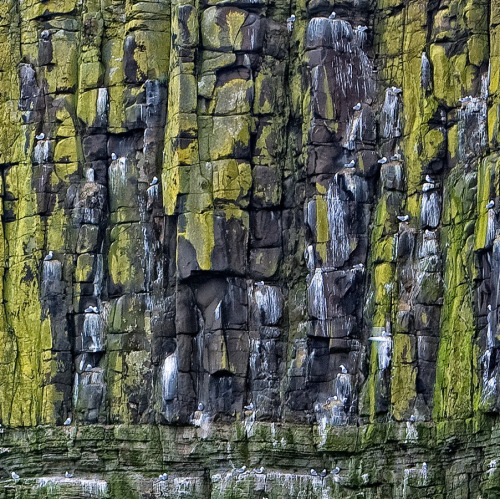 Abstract in Guano and Green