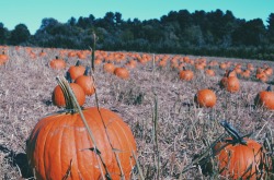 autumn-lunaa:  ‘Tis the season.   •original