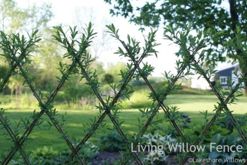 How amazing are living willow fences, I wish they worked on our farm but I doubt it with the heat we