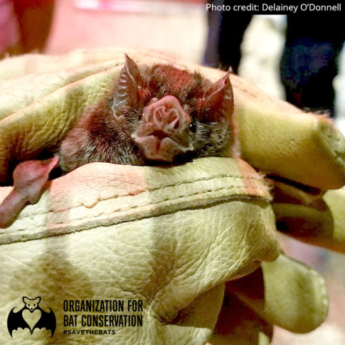 What a happy Vampire bat! Did you know there’s only three species of Vampire bats? There&rsquo